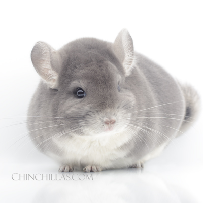 Violet chinchilla show quality champion Sullivan Violet 